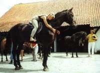 Gakowo - Stadnina  u Ferensteinw